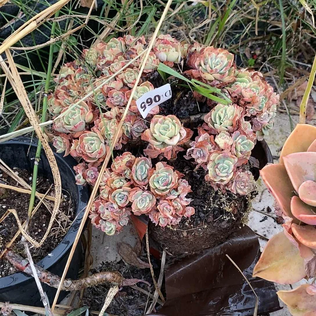 平***?065哀斯梅兰达多肉