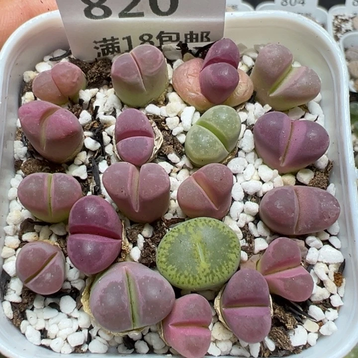 【闪购商品】 820。