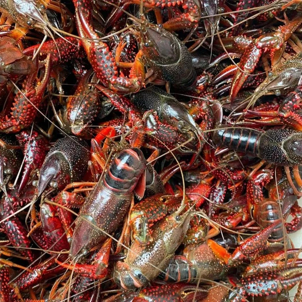 鲜活小龙虾福利半斤小青一元购小龙虾制品小龙虾制品小龙虾制品