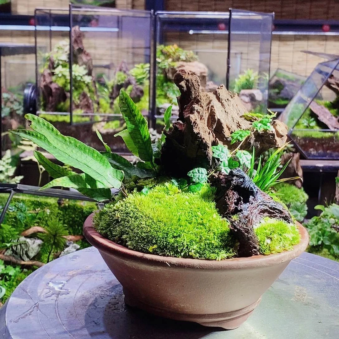 无花朵一物一拍微盆景