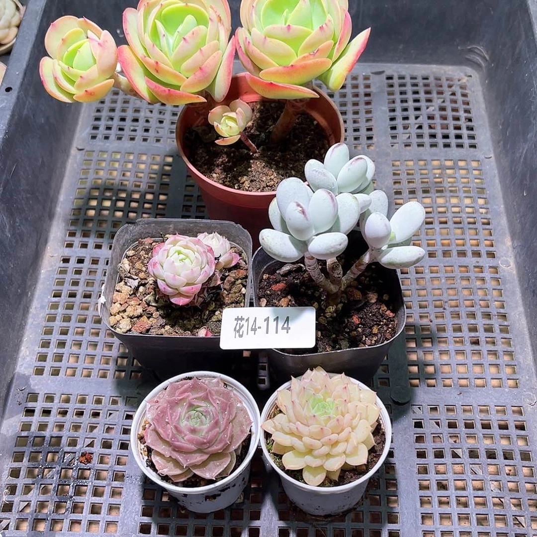 花利美14-117框拍5颗