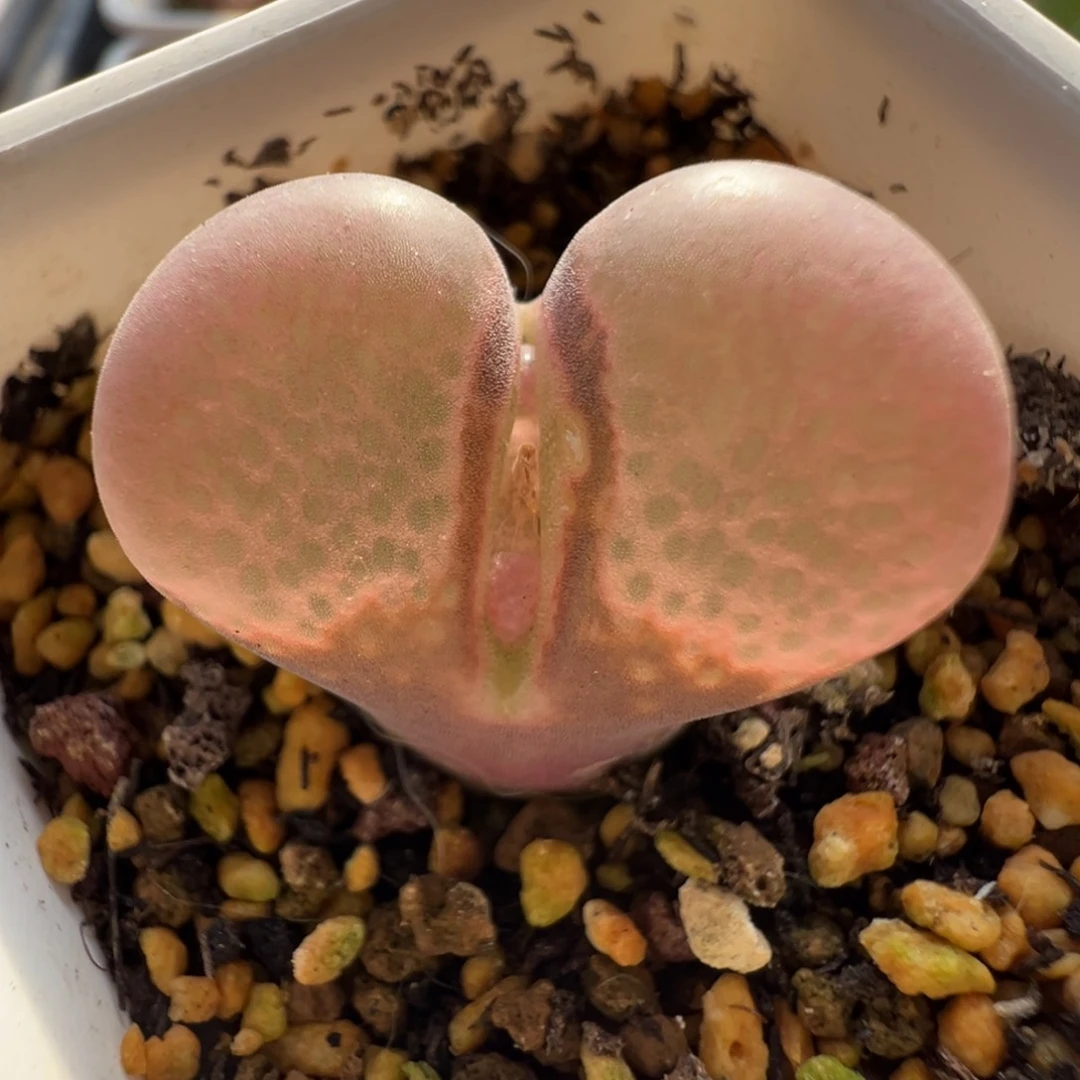 无花朵实生风铃玉1