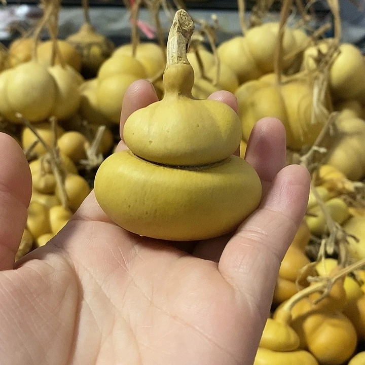 月*?葫芦的颜色很好看