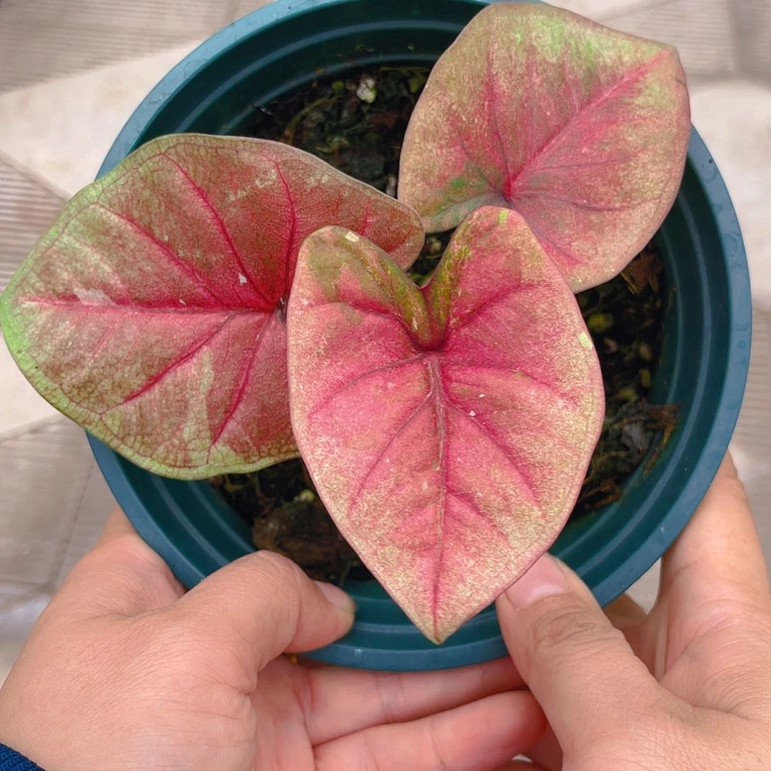 完全开放泰彩一物一拍1375