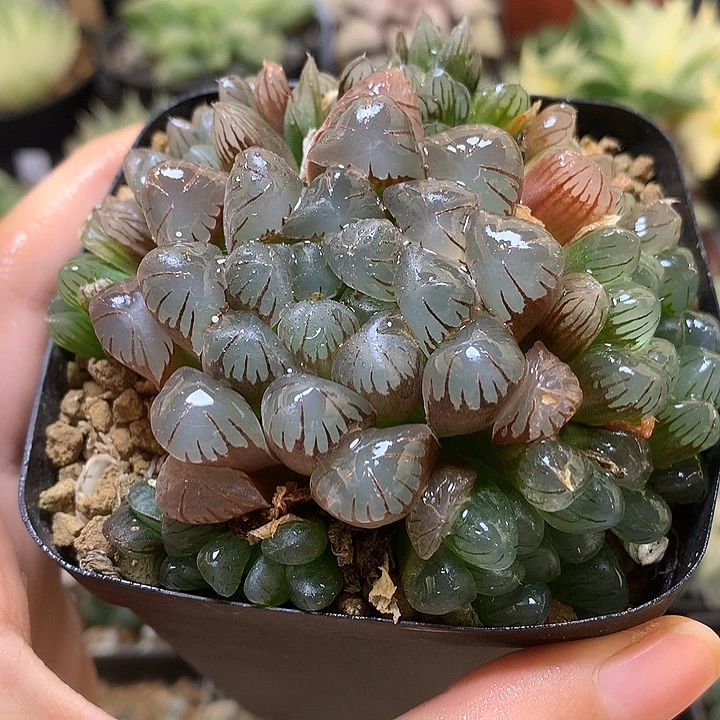 紫镜玉露带盆土发货