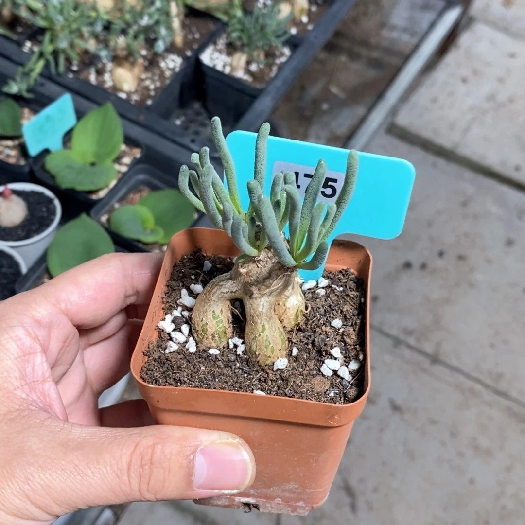 蛋清霜多肉植物一个