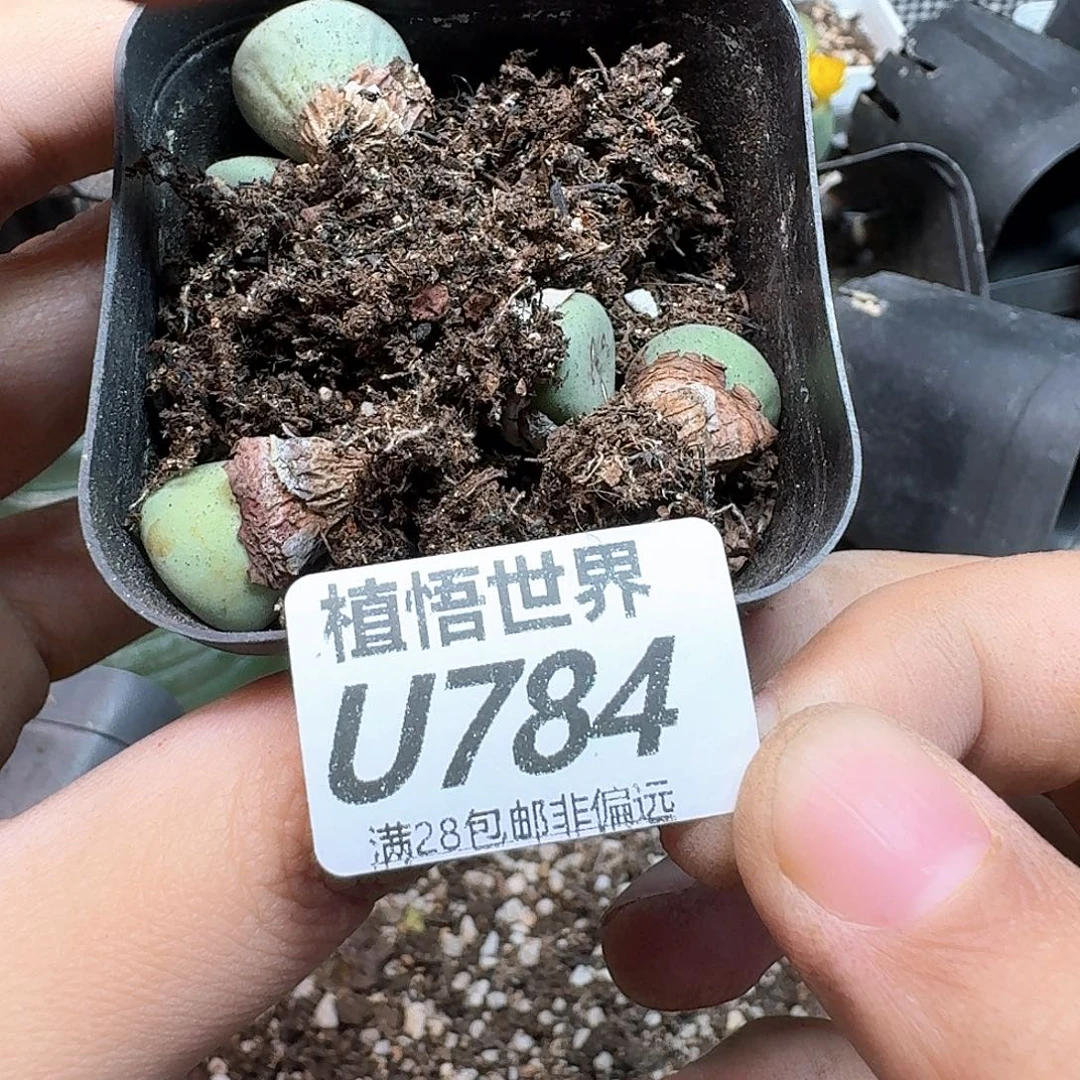 多肉植物发润泽fvbn