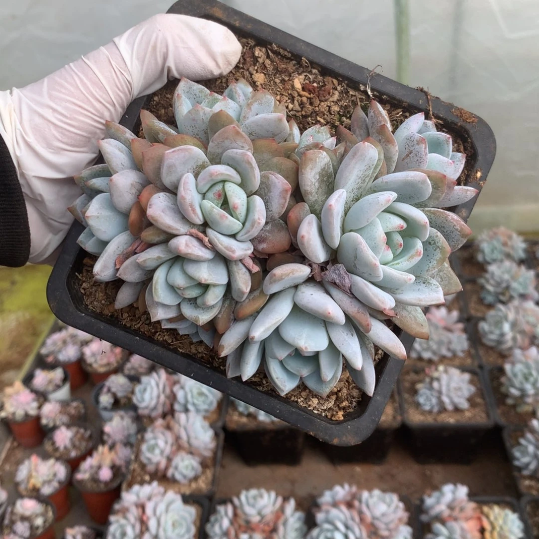 无花朵哈哈哈哈哈哈哈哈哈6