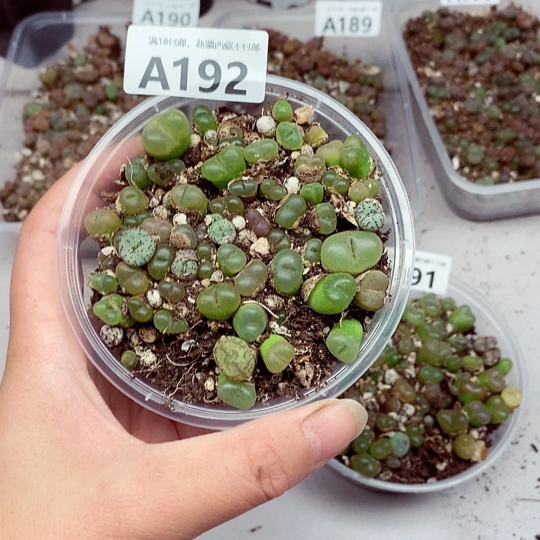 192了咯哦呜呜好漂亮