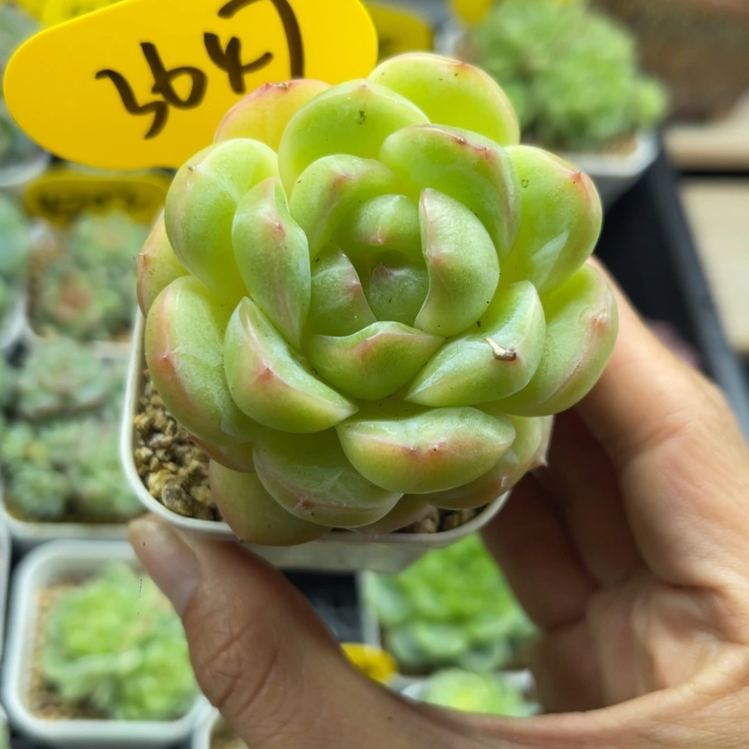 熊猫珍妮单头3647