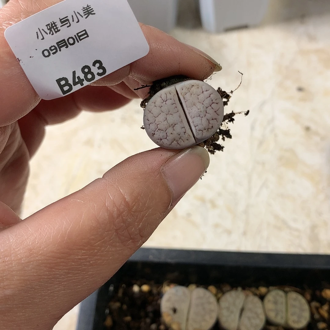 一*B483多肉植物保护研究所