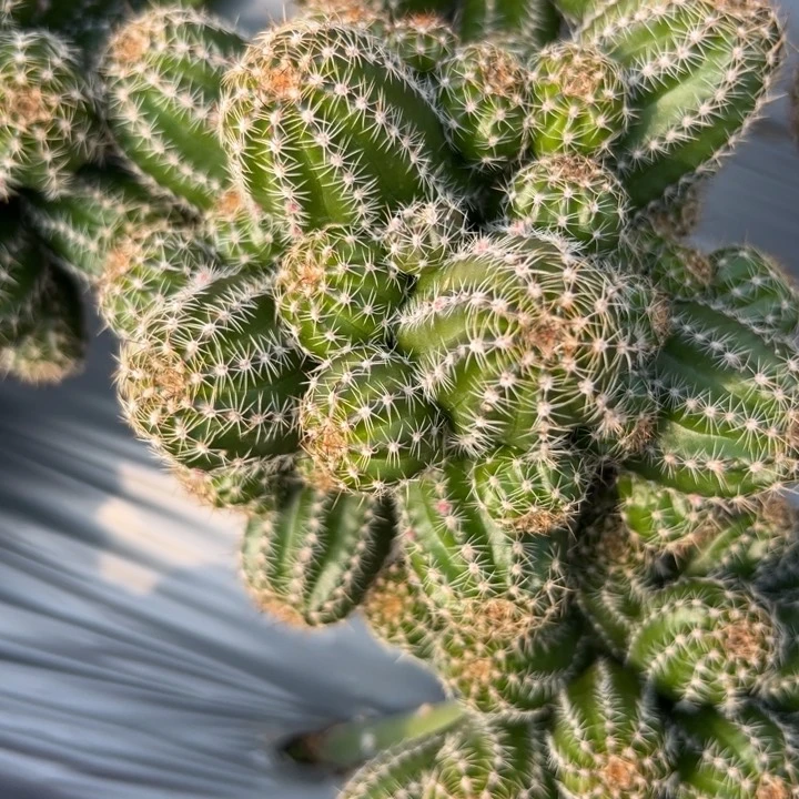 白檀仙人掌672仙人球208