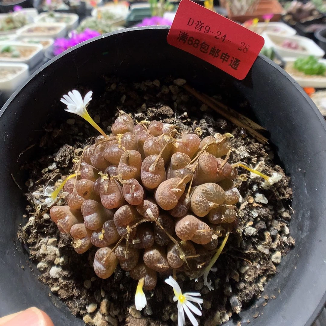 9-24-28 母本鸟哈尼