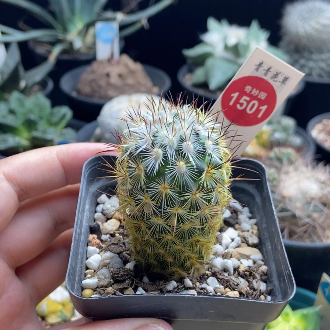 实生朝雾2.5cm36888