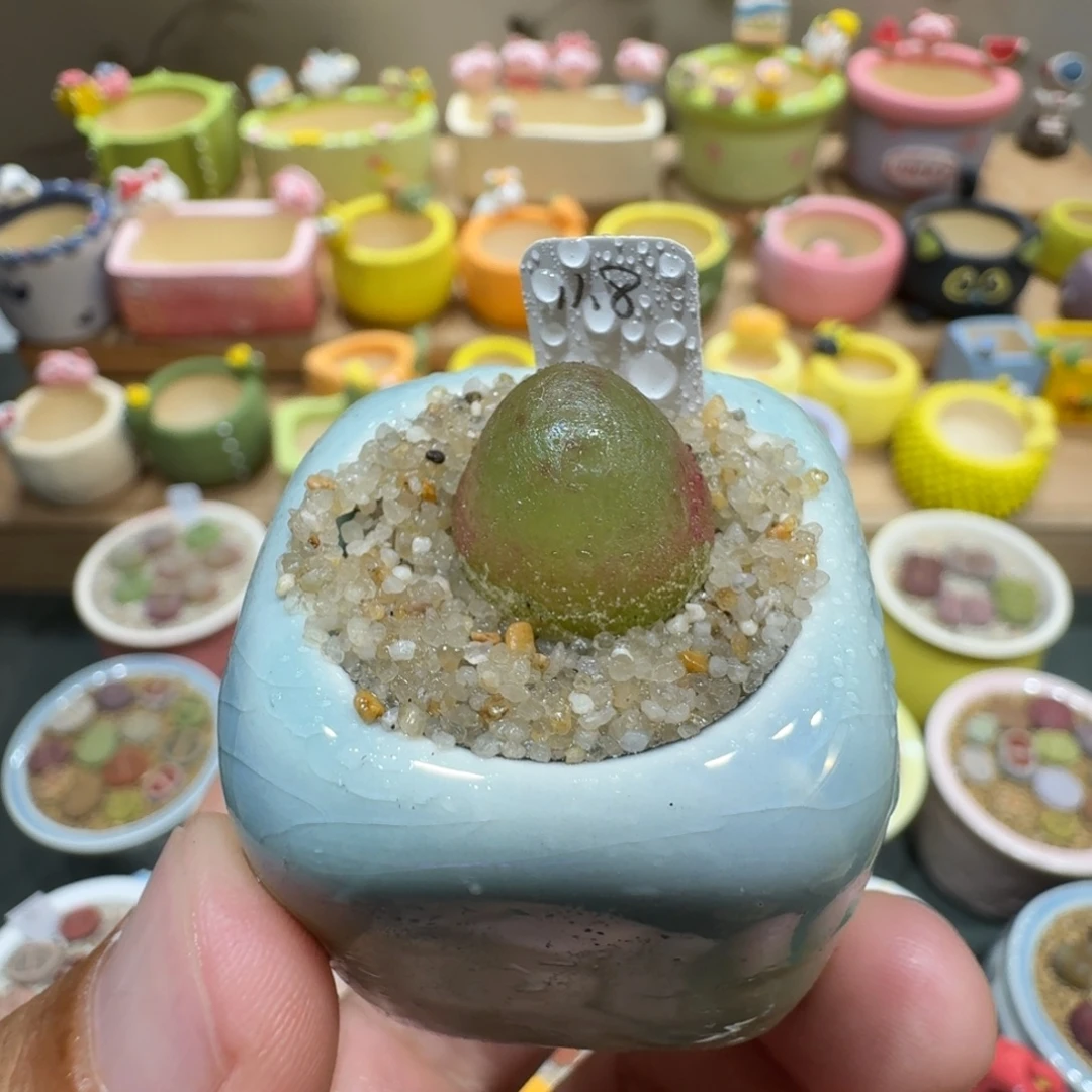 蘑菇1017灯泡多肉植物