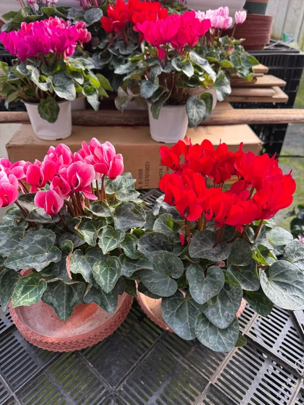 【阳光红➕梦幻桃粉】仙客来带花带花苞发货室内盆栽