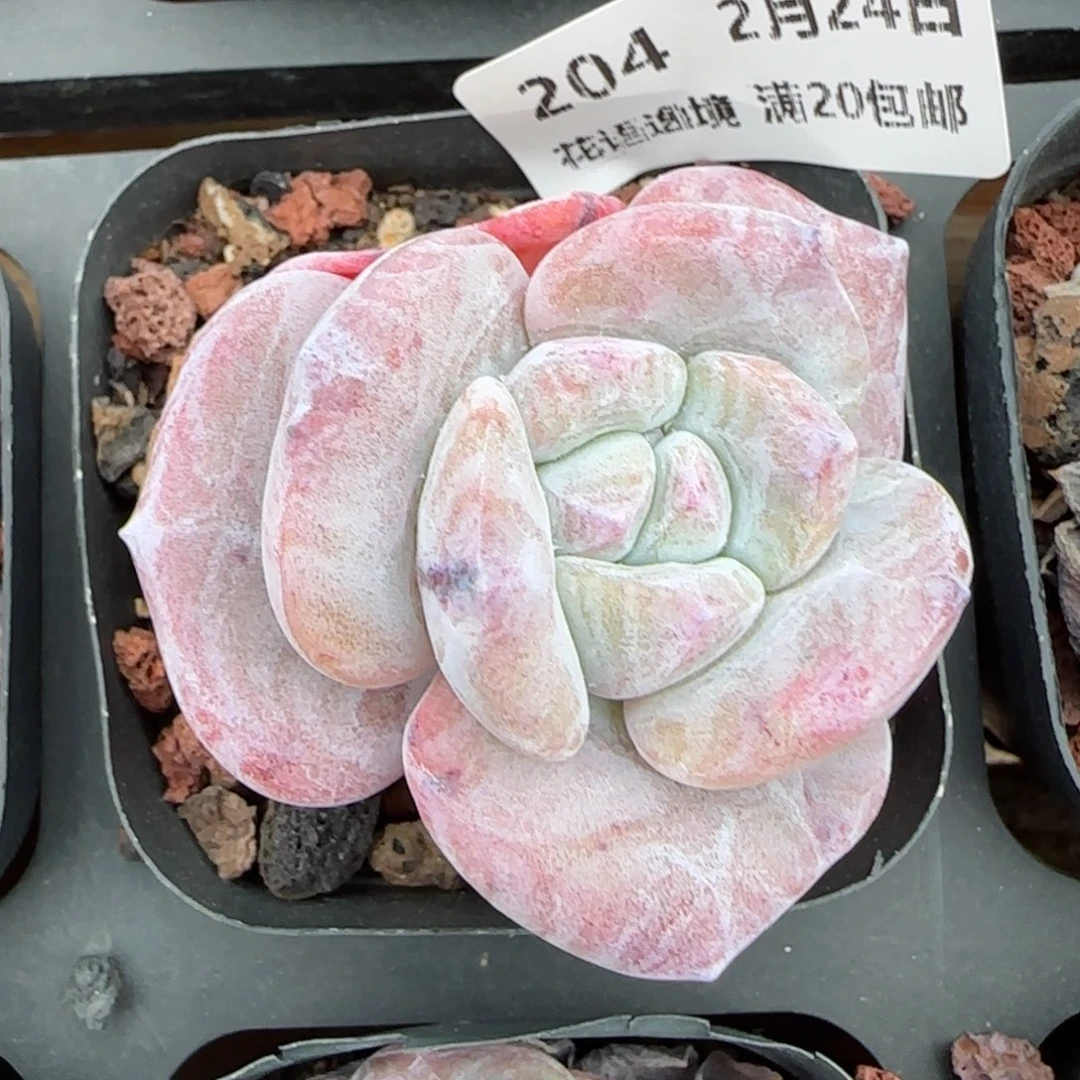 ?****留花语逸镜0224-204