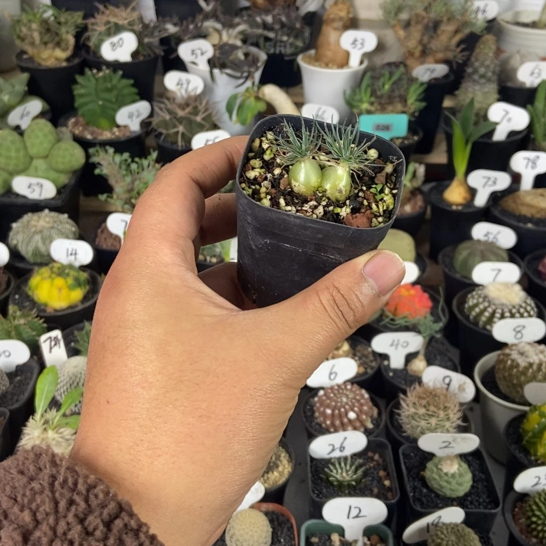 双头海葱一物一拍