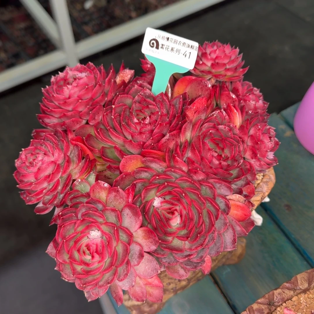 从前慢雪花多肉41带盆