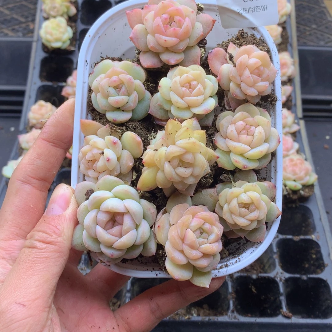 反反复复还是很开心092