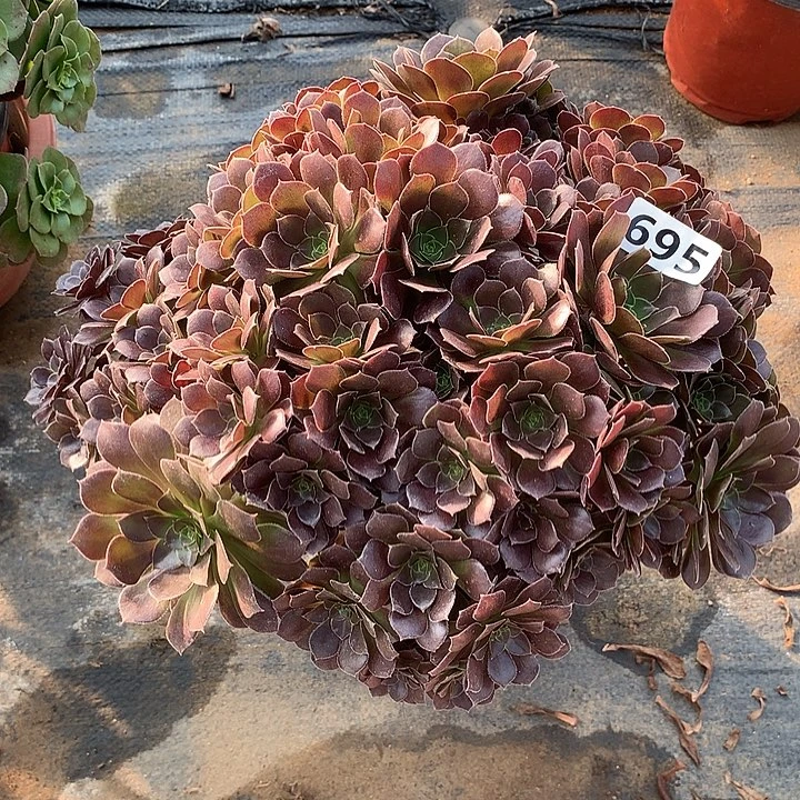 多肉植物荷兰玫瑰朵朵695