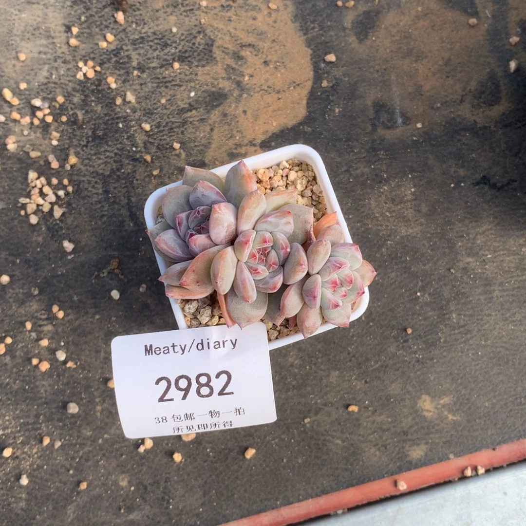 李***。2982一颗星影带盆