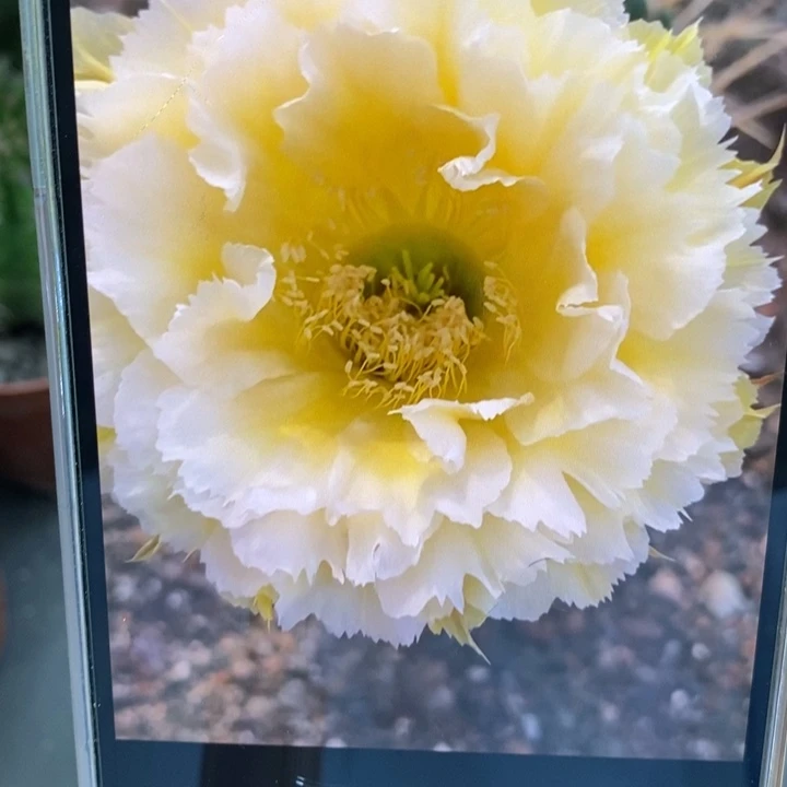 香香黄牡丹侧芽2公分左右