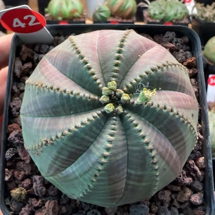 42号（欧系布纹八年老球）实生带盆（尺寸直径）-（ 7.1 ）厘米