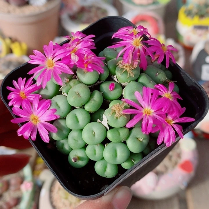 生石花花花花花花338