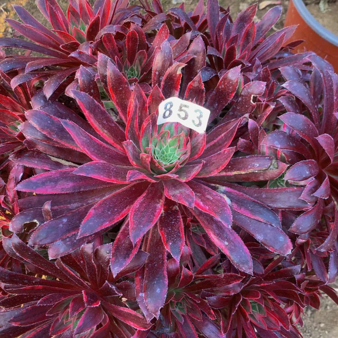 【闪购商品】853孔雀多肉