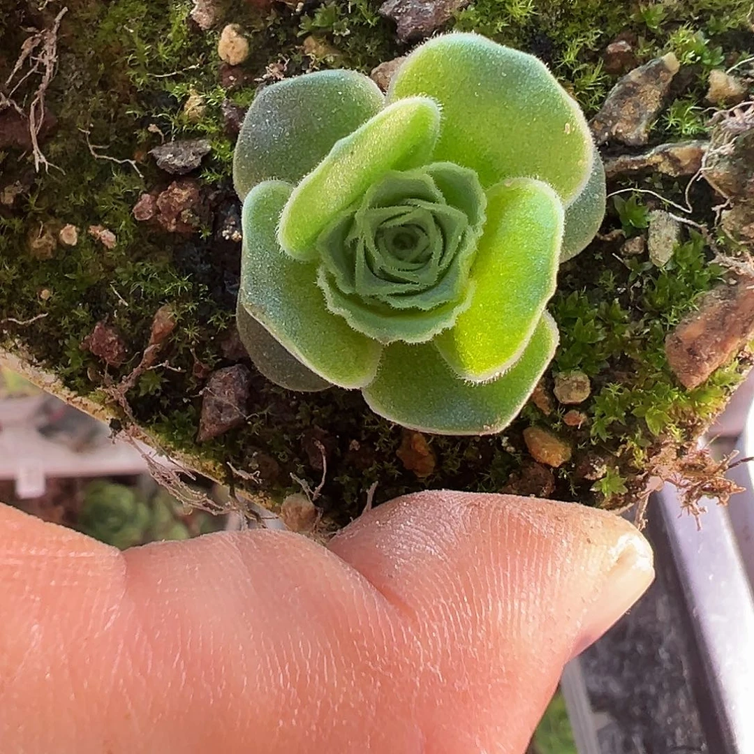 糖糖116揽月x揽月sp 蕾丝