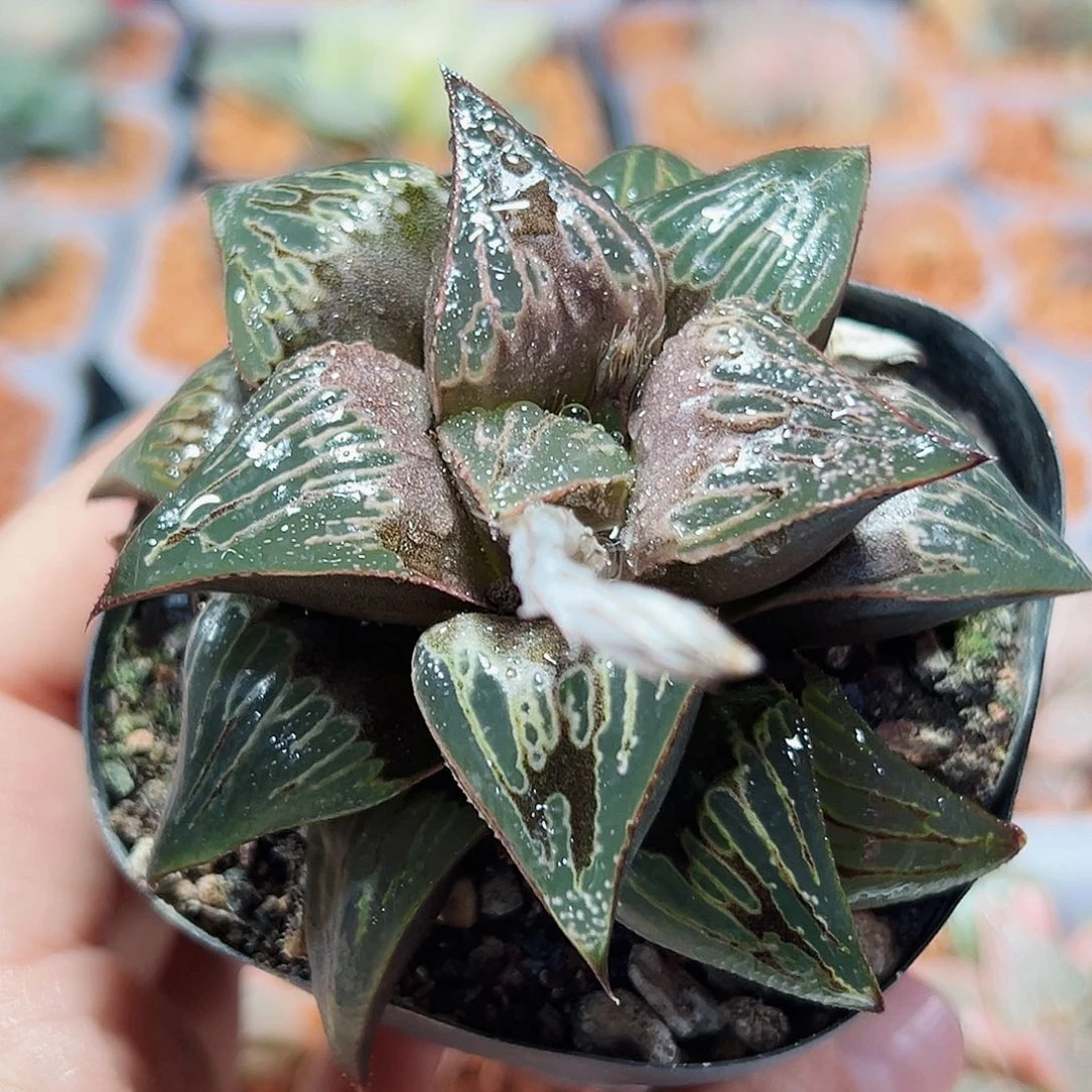 十二卷多肉火烈鸟