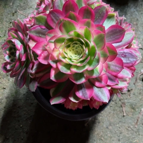 国*多肉植物玉资锦。