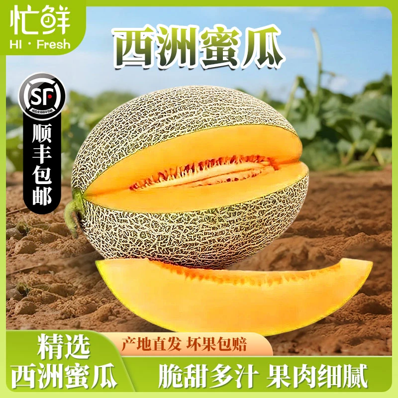 忙鲜民勤当季西州蜜哈密瓜脆甜多汁口感爽脆现摘现发网纹蜜瓜