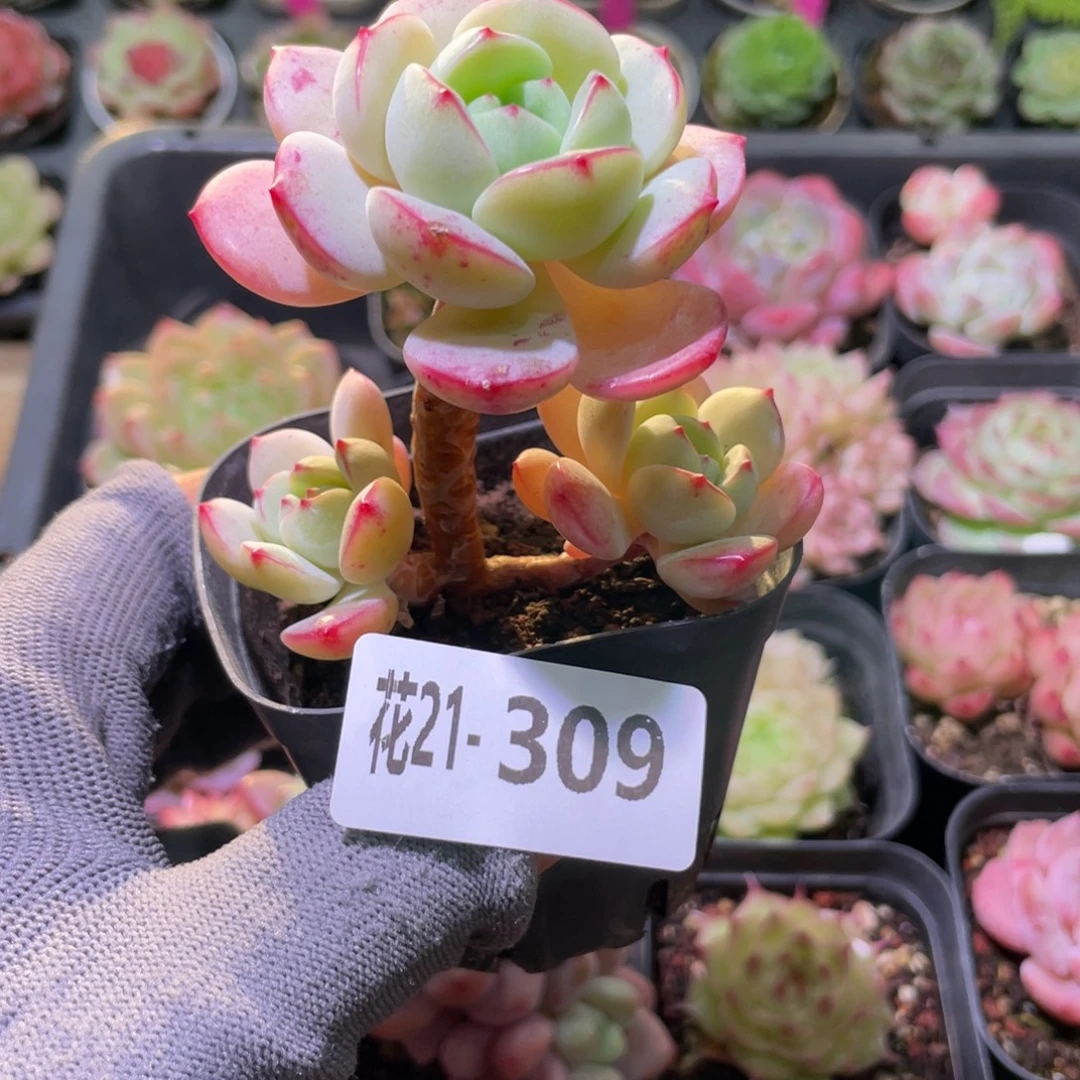 花利美21-309香草