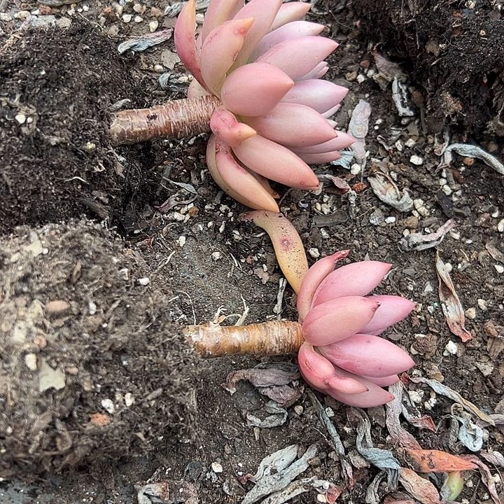 无花朵桃花源单头2盆。