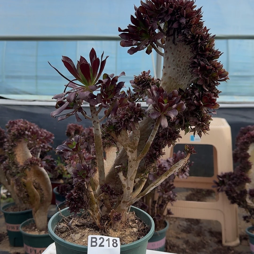 218黑法师一颗满28包邮有几处伤