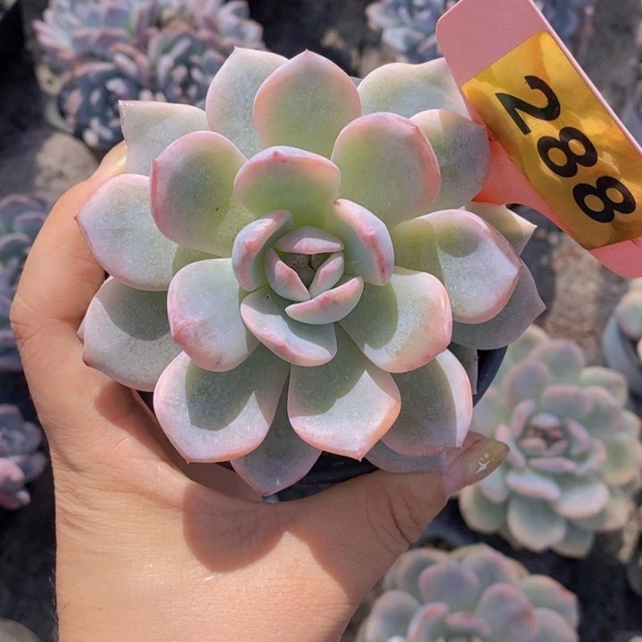 288号星影副轮锦1111