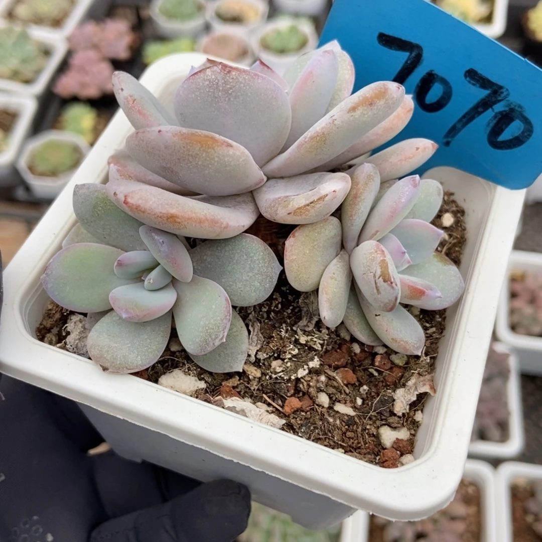 7070奶茶多肉植物