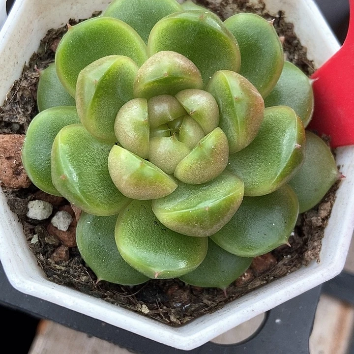 多肉植物来啦珍妮980