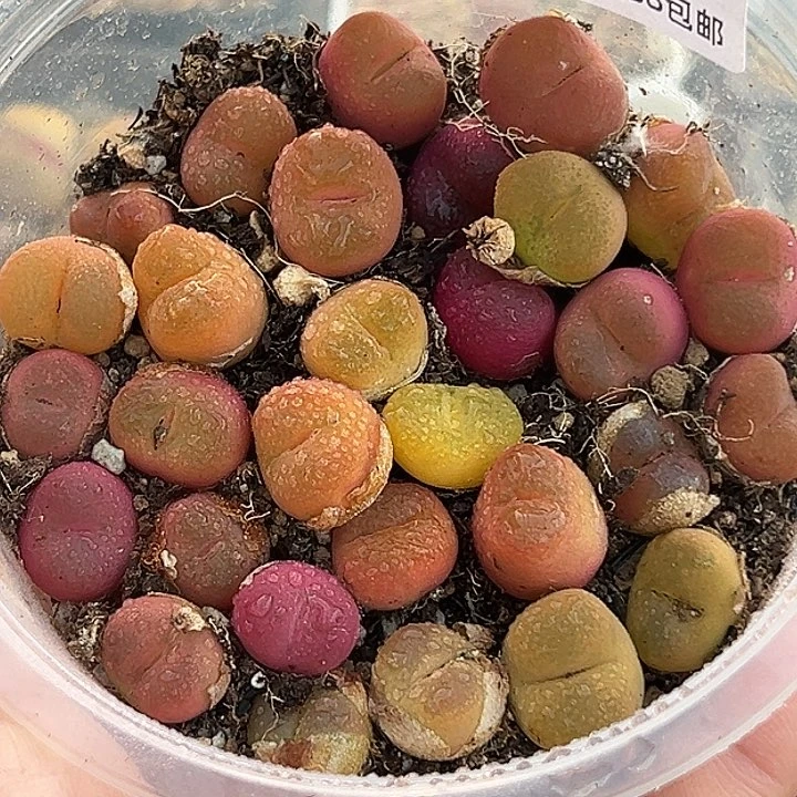 无花朵包邮625号特价30颗彩毛