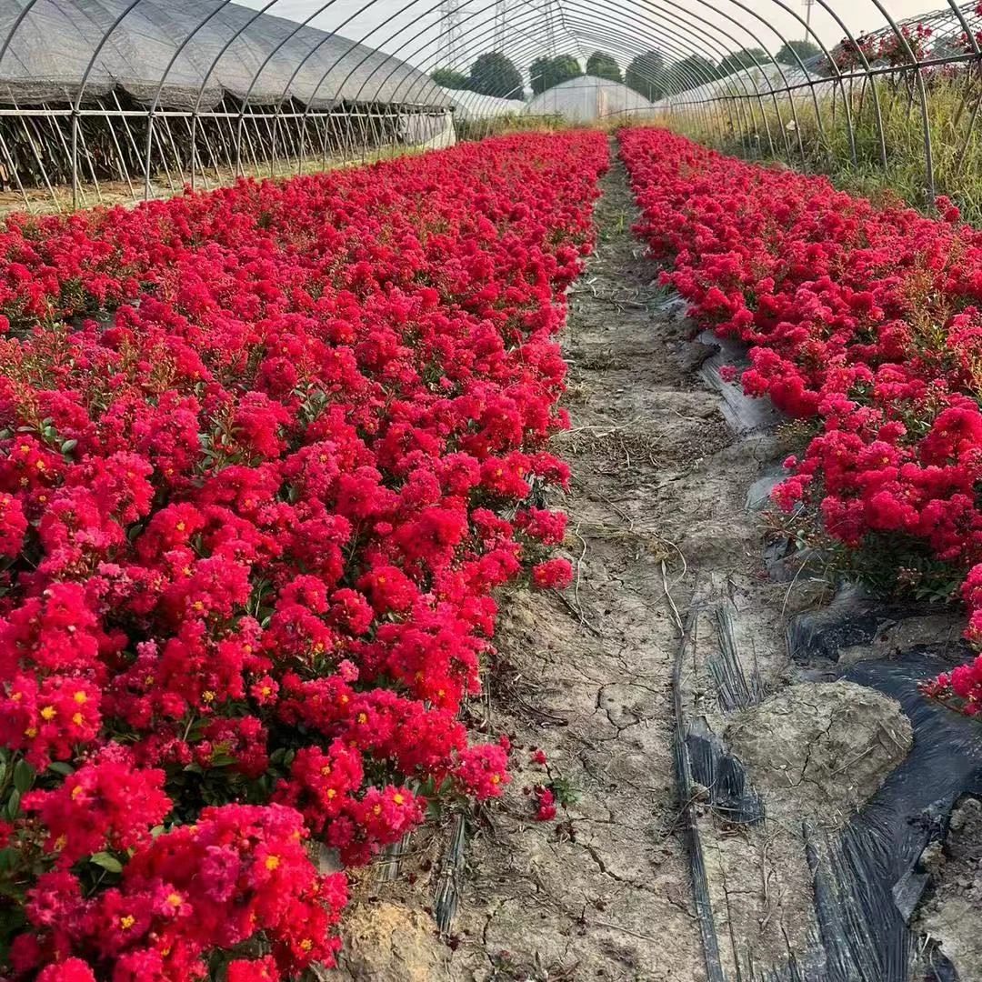 玲珑红紫薇花  开花爆赞