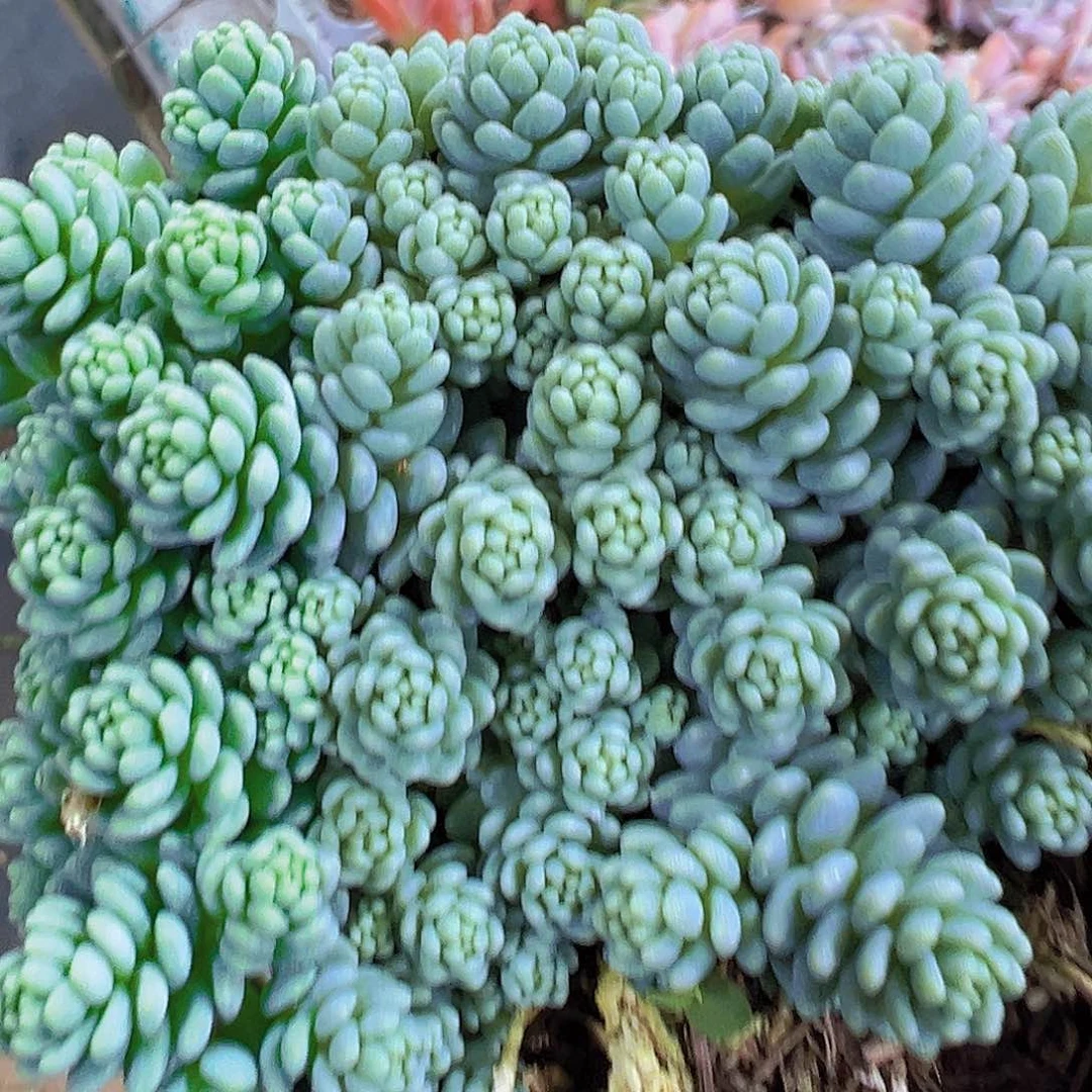 姬星美人19包邮多肉