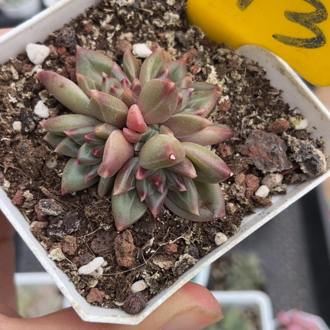 873美人多肉植物多肉