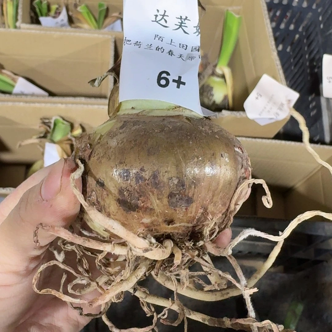 达芙妮6+干巴球裸球发