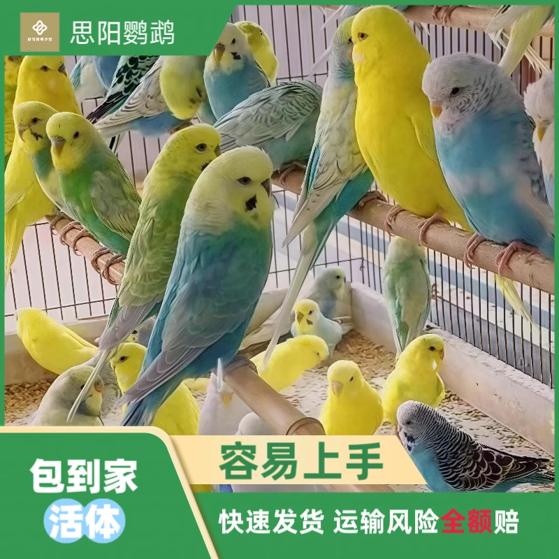 思阳鹦鹉 手养黏人易上手 虎皮鹦鹉