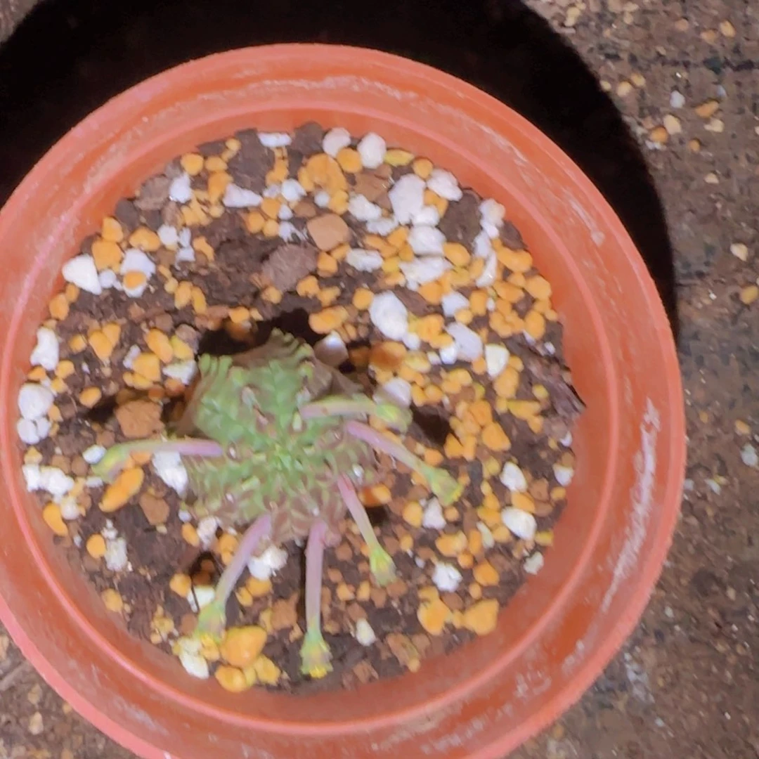 ?*迪块根粗壮植物块根粗壮植物