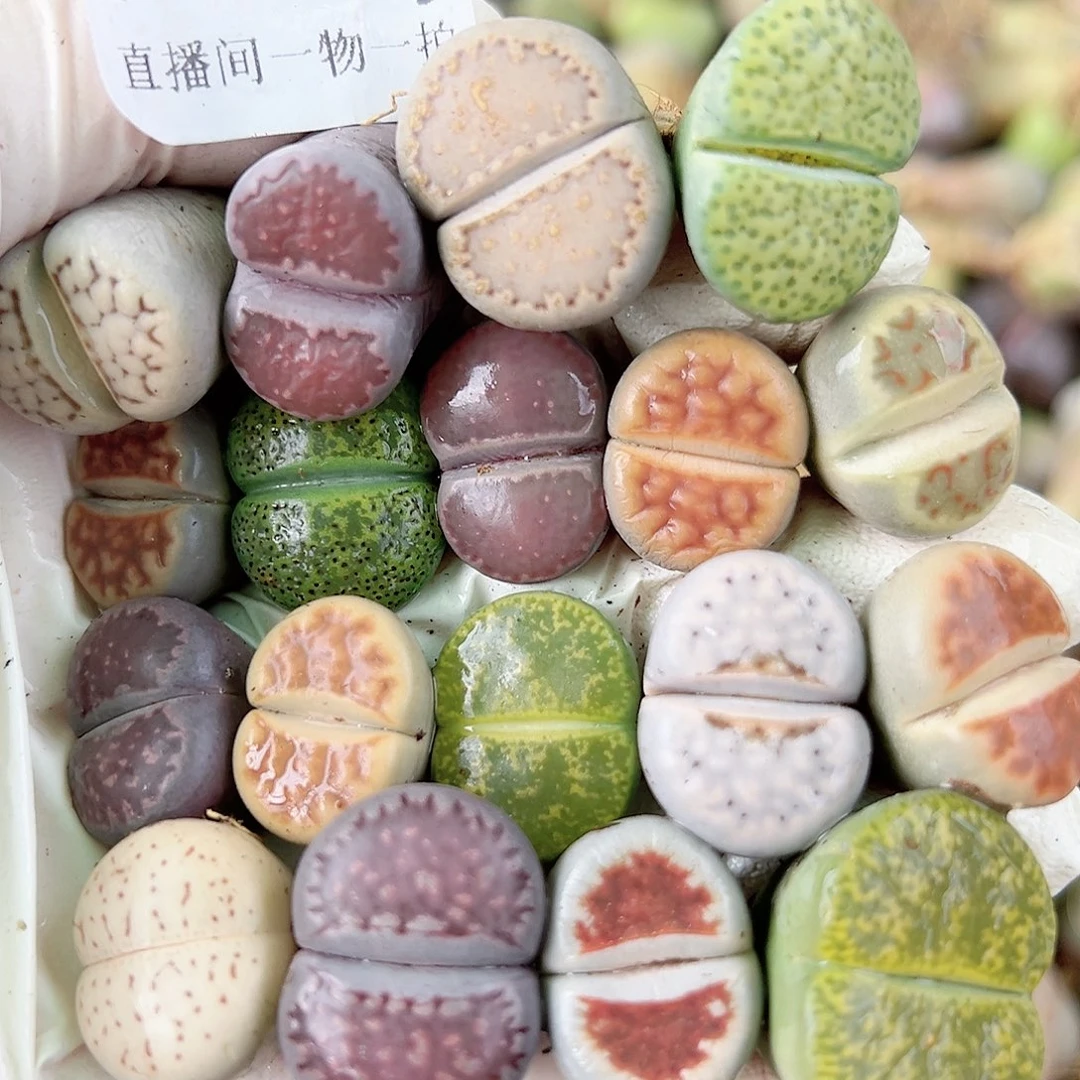 8715 好养易活生石花大母本18个