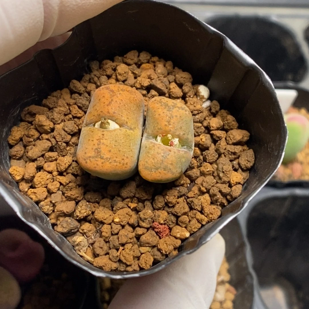 多肉植物肉锥杂交K-4983