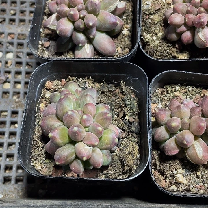 缀户千代田缀化带盆